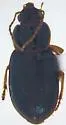 Pelmatellus obtusus - photo 4