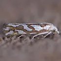 Pelochrista agassizii - Hodges#3026