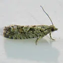 Eucosma biquadrana - Hodges#3137 - photo 2