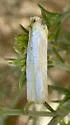 Pelochrista canariana - Hodges#3013 - photo 4