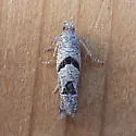 Pelochrista costastriata - Hodges#3132.7 - photo 2