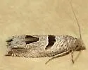 Pelochrista costastriata - Hodges#3132.7 - photo 4