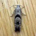 Pelochrista costastriata - Hodges#3132.7 - photo 5