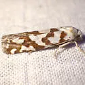 Pelochrista curlewensis - Hodges#3061.1 - photo 2