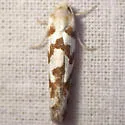 Pelochrista curlewensis - Hodges#3061.1 - photo 3