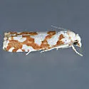 Pelochrista curlewensis - Hodges#3061.1 - photo 4