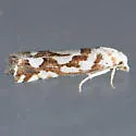 Pelochrista curlewensis - Hodges#3061.1 - photo 5