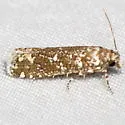 Speckled Pelochrista moth - Hodges#3009.2 - photo 2