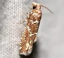 Speckled Pelochrista moth - Hodges#3009.2 - photo 3