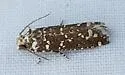 Speckled Pelochrista moth - Hodges#3009.2 - photo 4