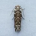 Speckled Pelochrista moth - Hodges#3009.2 - photo 5