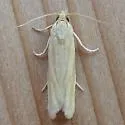 Pelochrista mediostriata - Hodges#3104 - photo 2