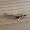 Pelochrista mediostriata - Hodges#3104 - photo 3