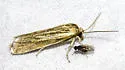 Pelochrista mediostriata - Hodges#3104 - photo 4