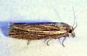 Pelochrista mediostriata - Hodges#3104 - photo 5