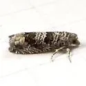 Olivaceous Pelochrista - Hodges#3168.1 - Pelochrista olivacea