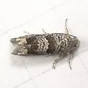 Olivaceous Pelochrista - Hodges#3168.1 - photo 2