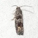 Olivaceous Pelochrista - Hodges#3168.1 - photo 3