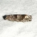 Olivaceous Pelochrista - Hodges#3168.1 - photo 4