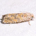 Pale-faced Pelochrista - Hodges#3153 - Pelochrista pallidipalpana