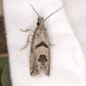 Pelochrista parapulveratana - Hodges#3132.4 - photo 2