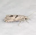 Pelochrista parapulveratana - Hodges#3132.4 - photo 3