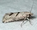 Pelochrista parapulveratana - Hodges#3132.4 - photo 4