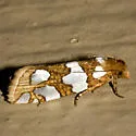 Five-spotted Pelochrista Moth - Hodges#3008