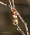 Five-spotted Pelochrista Moth - Hodges#3008 - photo 3
