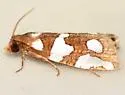 Five-spotted Pelochrista Moth - Hodges#3008 - photo 4