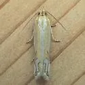 Snakeweed Borer - Hodges#3014 - photo 2