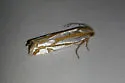 Snakeweed Borer - Hodges#3014 - photo 4