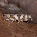 Robinson's Pelochrista Moth - Hodges#3009