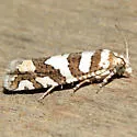 Robinson's Pelochrista Moth - Hodges#3009 - photo 2