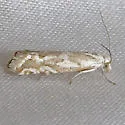 Pelochrista serpentana - Hodges#3031 - Pelochrista serpentana