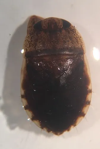 Pelocoris balius - photo 2