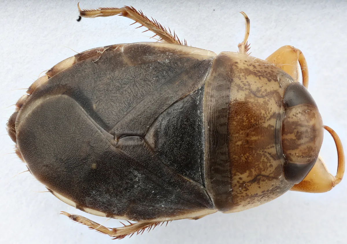Pelocoris biimpressus