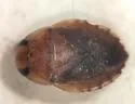 Pelocoris carolinensis