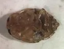 Pelocoris carolinensis - photo 2