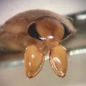 Pelocoris carolinensis - photo 3