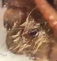 Pelocoris carolinensis - photo 4