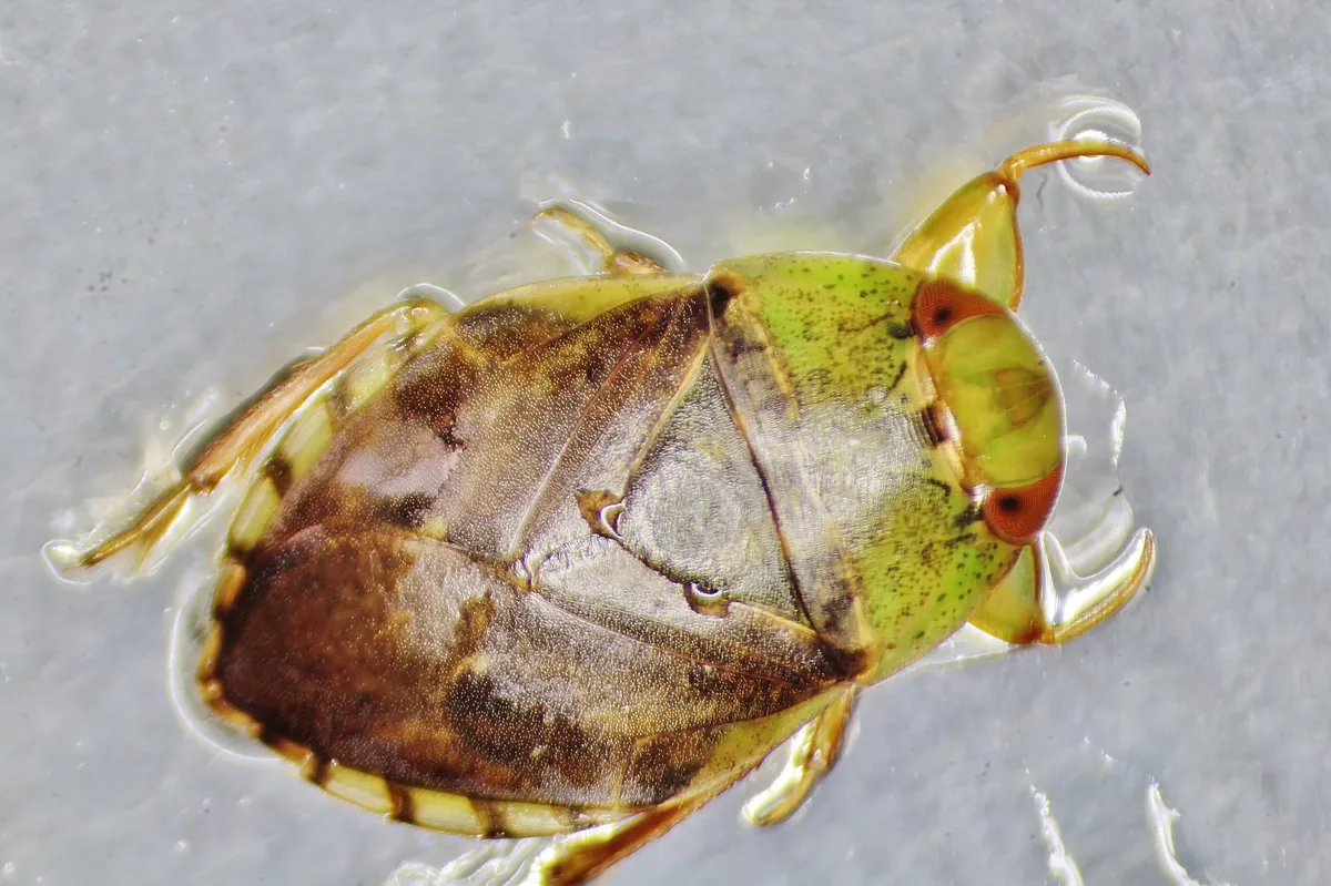 Pelocoris femoratus - photo 3