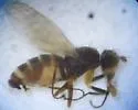 Pelomyia coronata