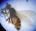 Pelomyia coronata - photo 2