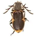 Pelonides granulatipennis