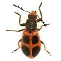 Pelonides granulatipennis - photo 2