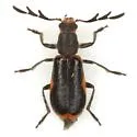 Pelonides granulatipennis - photo 3