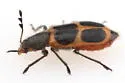 Pelonides granulatipennis - photo 4