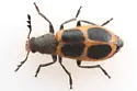 Pelonides granulatipennis - photo 5