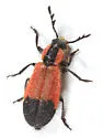 Pelonides humeralis